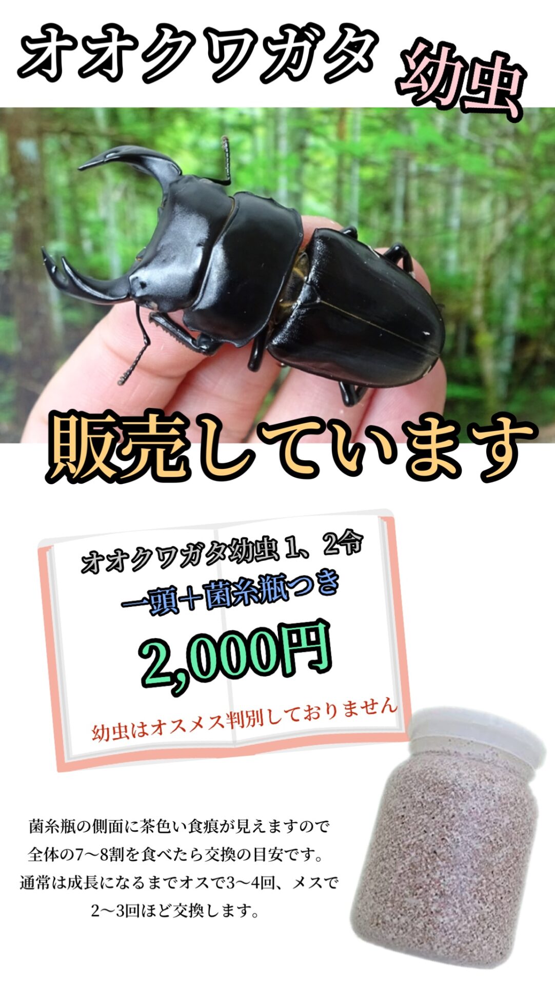 就労継続支援B型事業所ドルフィン | オオクワガタの幼虫販売中